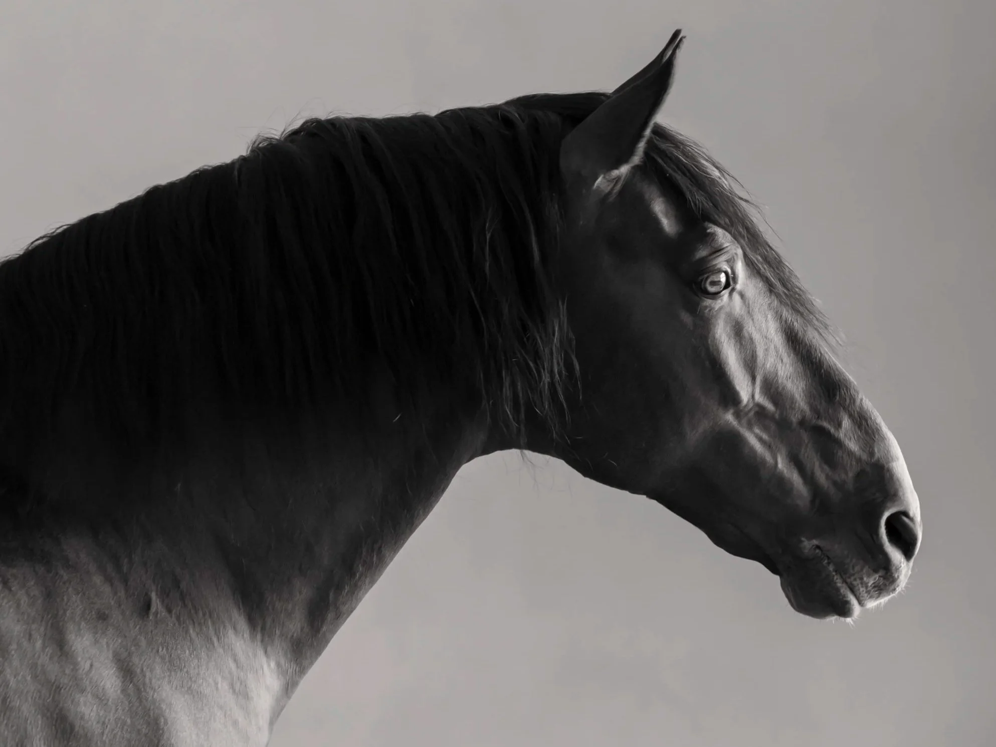 Lusitano Stallion black and white in Portugal by Christy Dunn Horse Photography