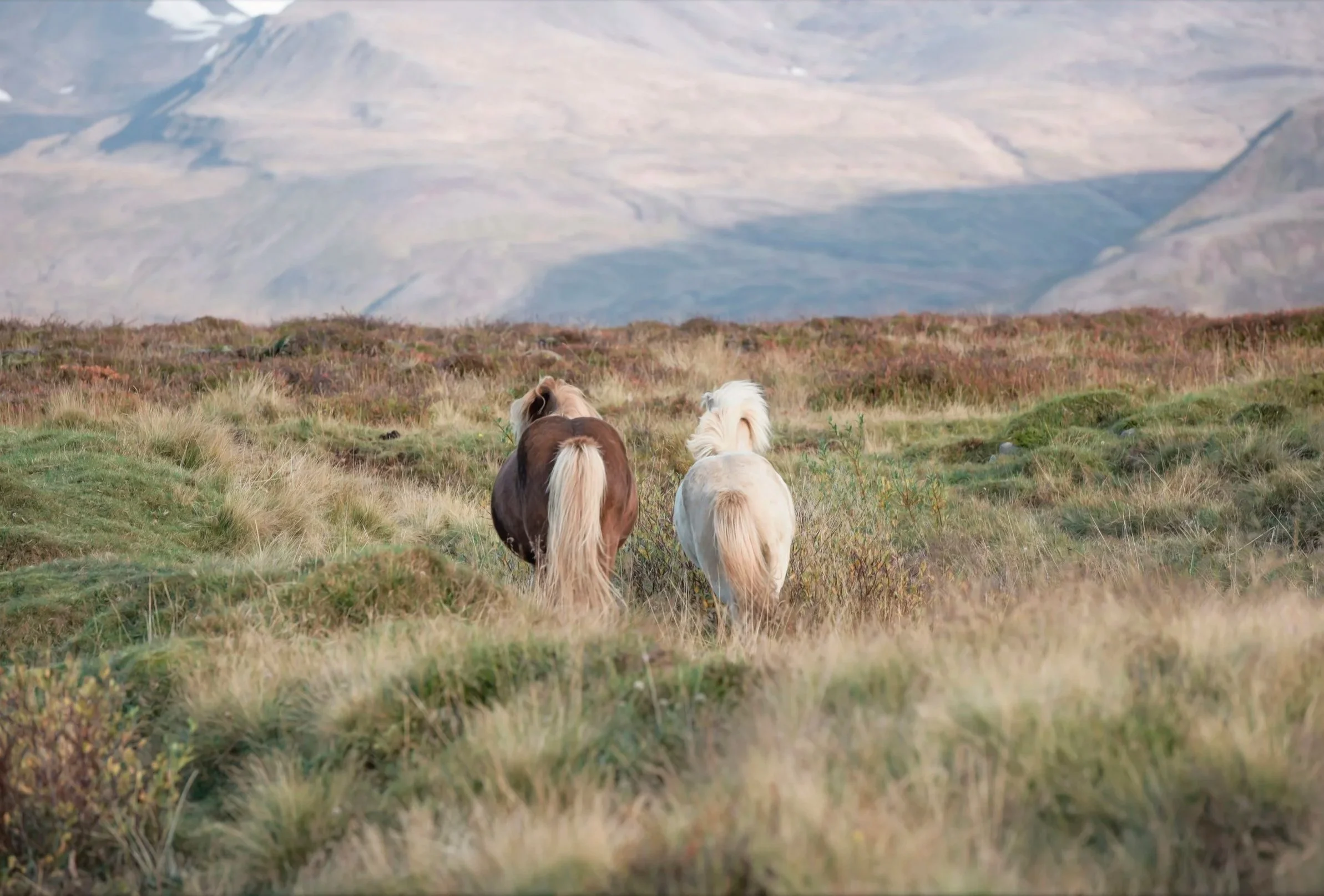Icelandic Ponies in Iceland by Christy Dunn Horse Photographer