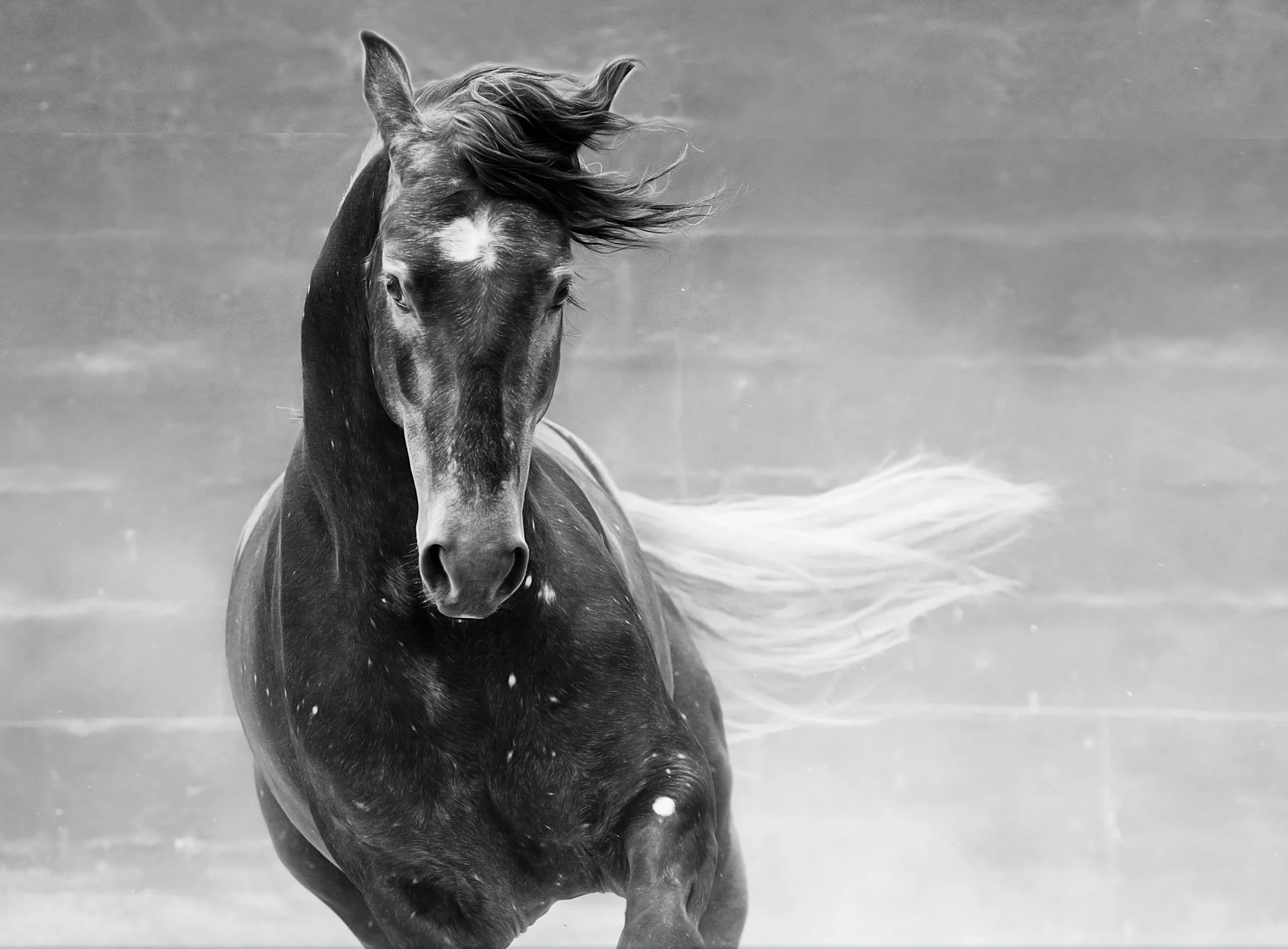 Spotted Lusitano Stallion in action. Portugal by Christy Dunn Equine Photography