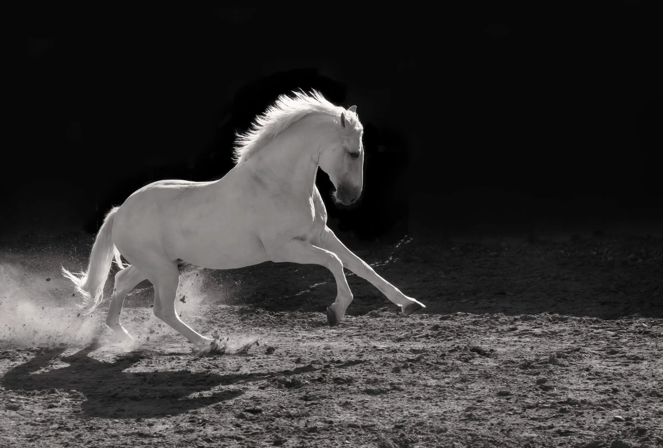 white lusitano horse in action. Portugal photograph by Christy Dunn Equine Photographer
