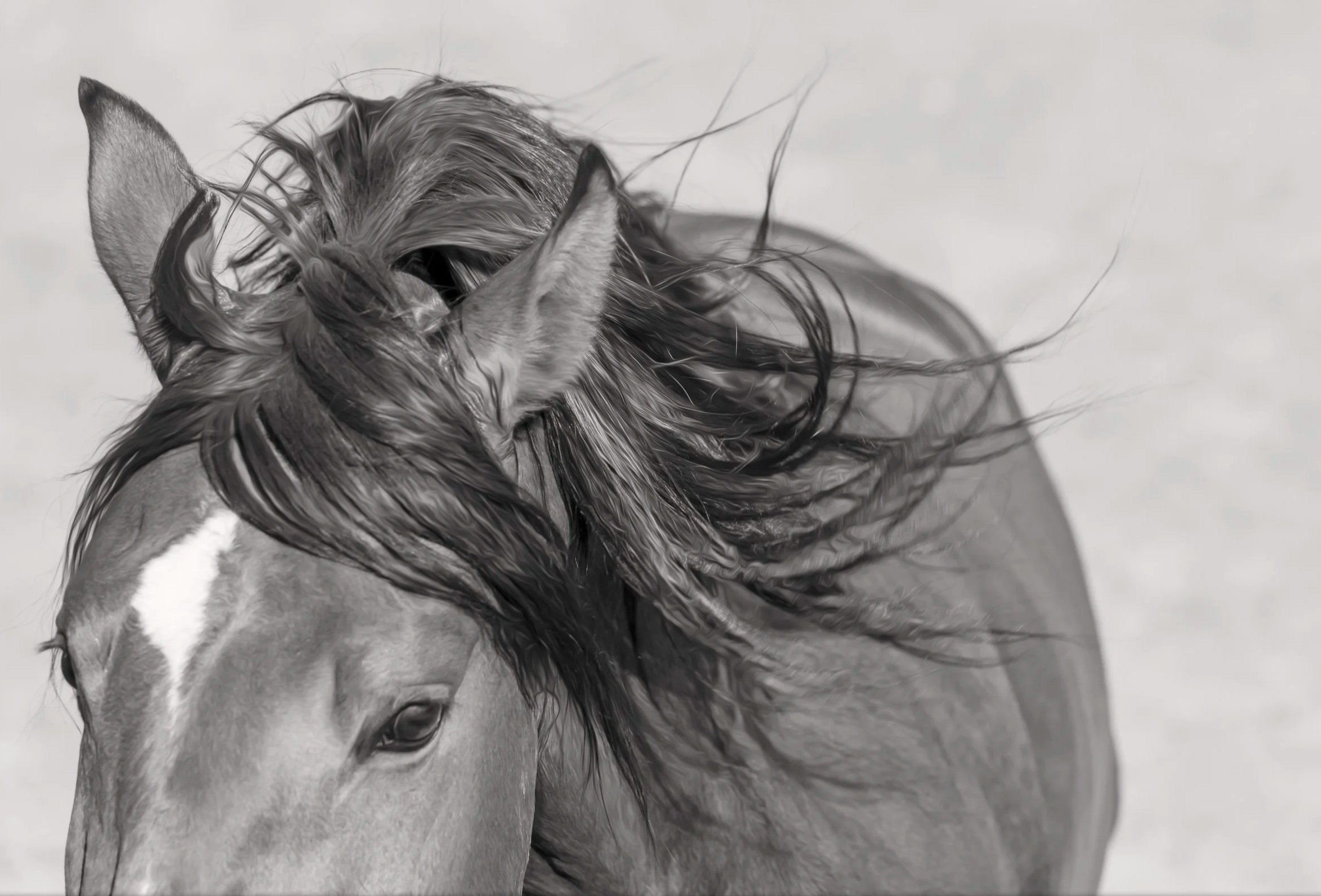 Lusitano in Portugal by Christy Dunn Horse Photographer black and white