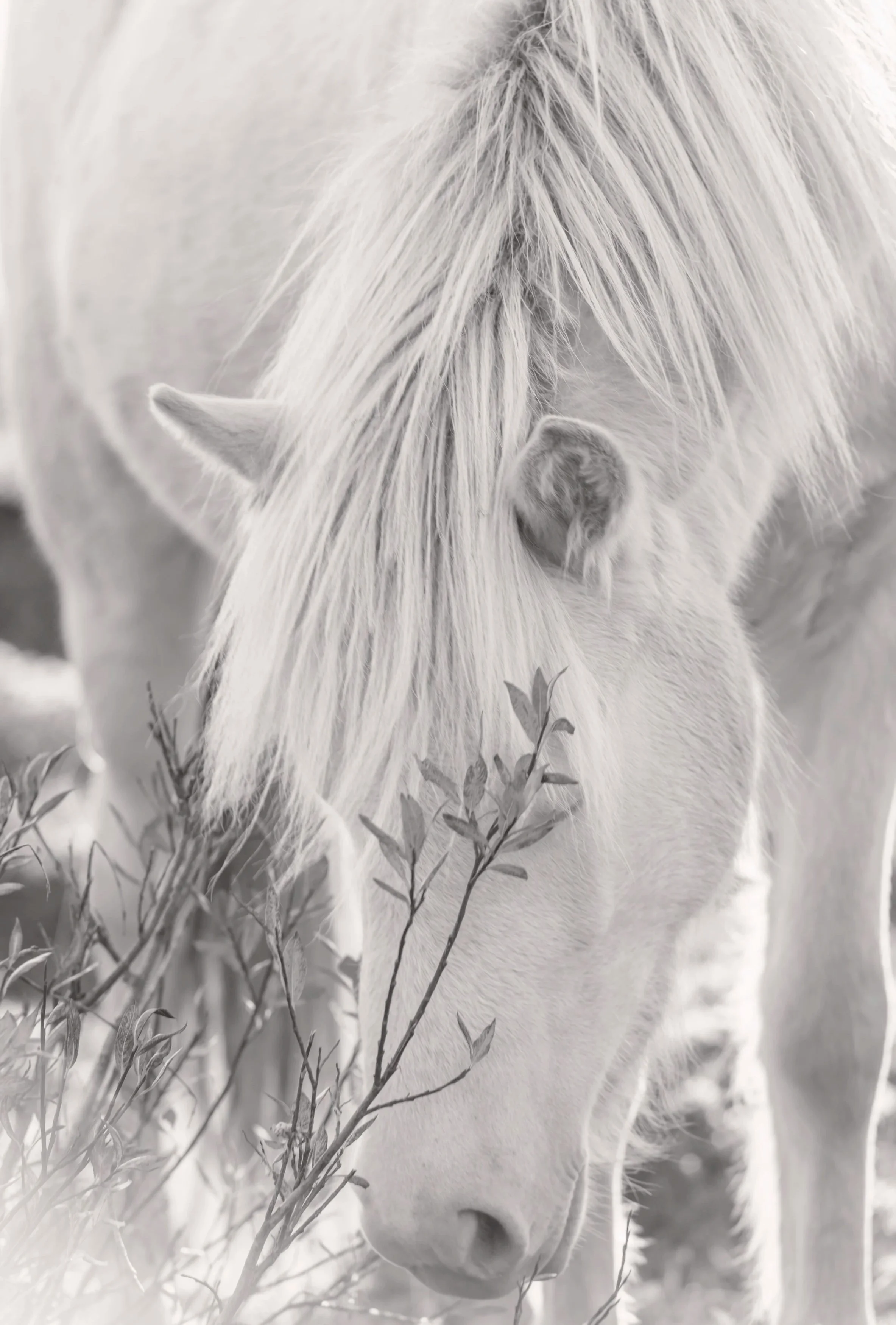 White Icelandic Mare in Iceland by Christy Dunn Horse Photographer