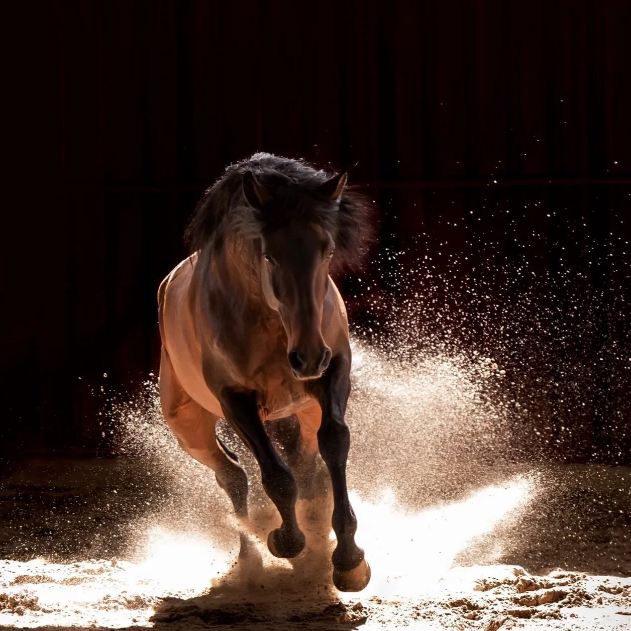 Lusitano Horse in Portugal in action by Christy Dunn Equine Photographer