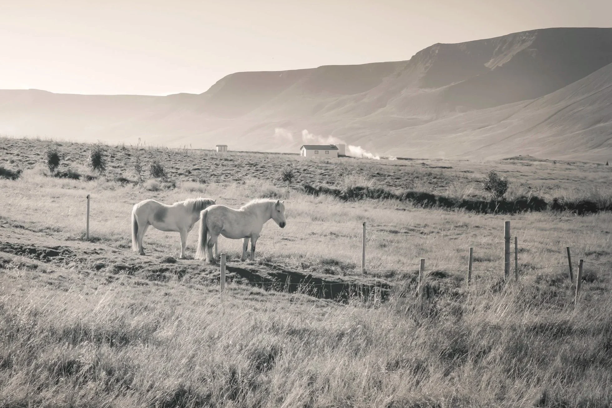 Icelandic ponies on farm in Iceland by christy Dunn horse photographer