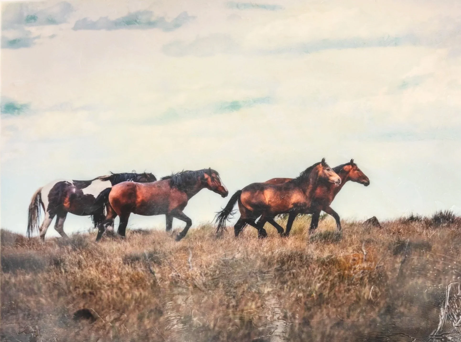 MUSTANGS - SOLD