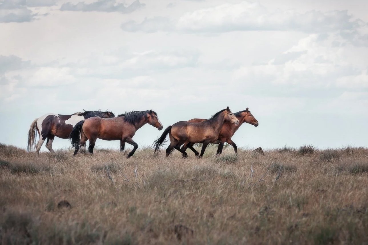 Wild Horses by Christy Dunn Photography