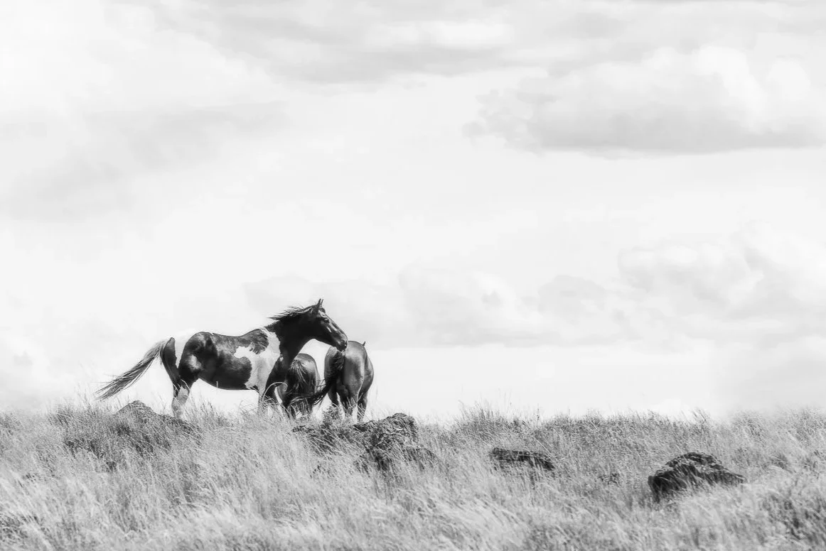 Wild Horses SE Oregon by Christy Dunn Equine Photographer