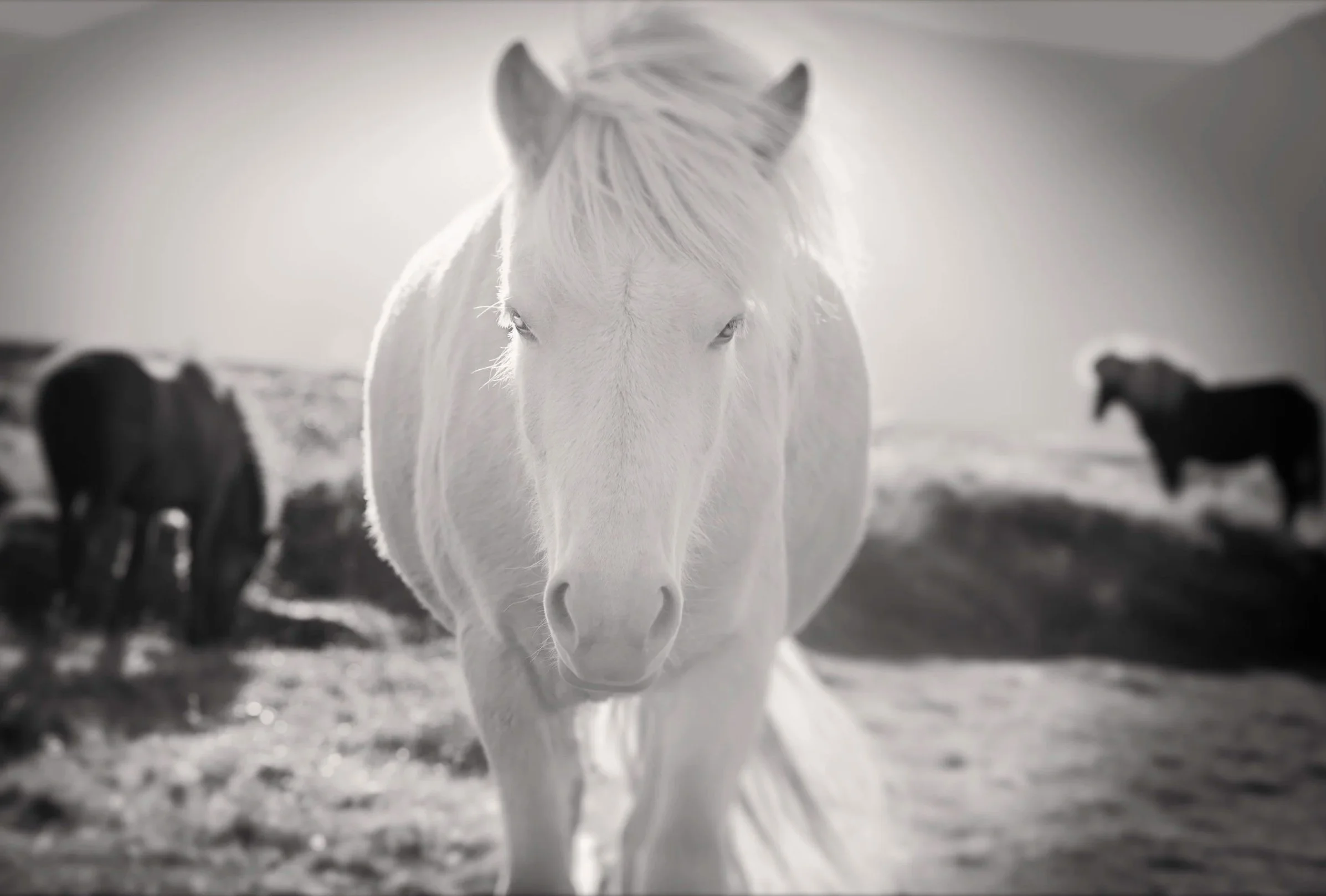 White Icelandic Horse in Iceland Black and White Photography by Christy Dunn