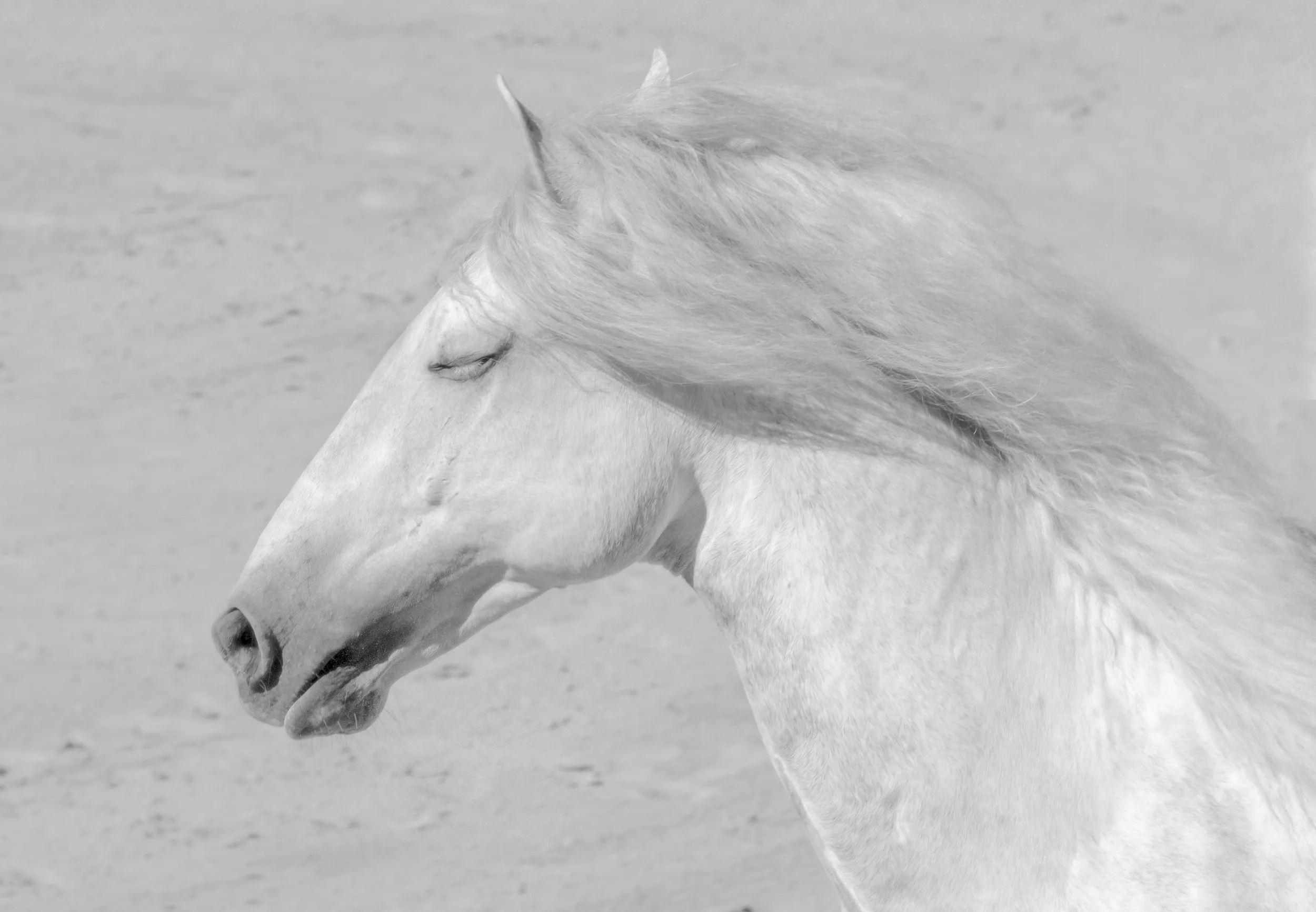 portugual print-1-2.jpg