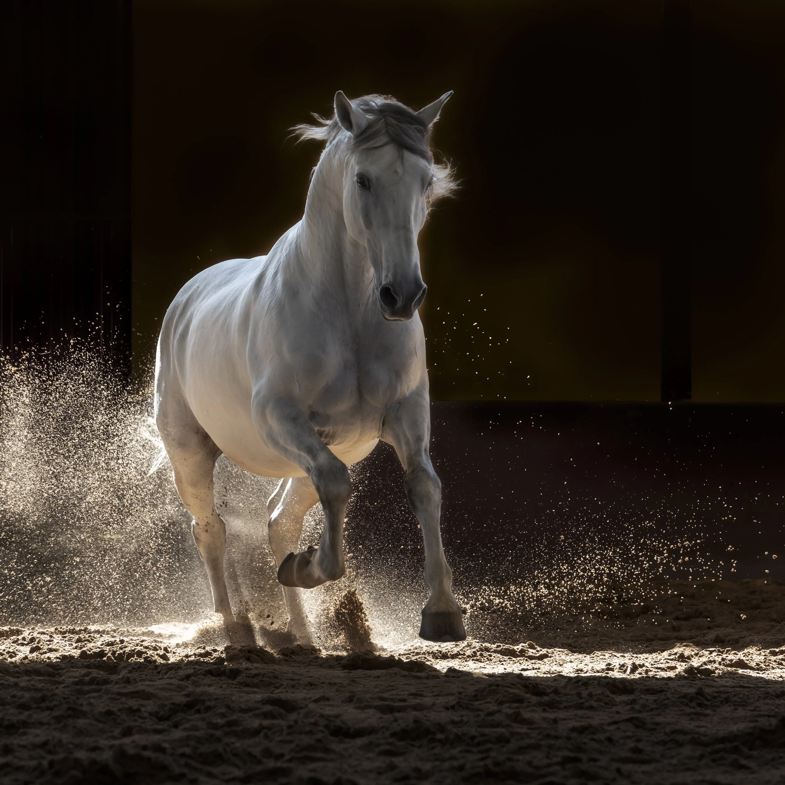 lorde_christine dunn-1-2.jpg