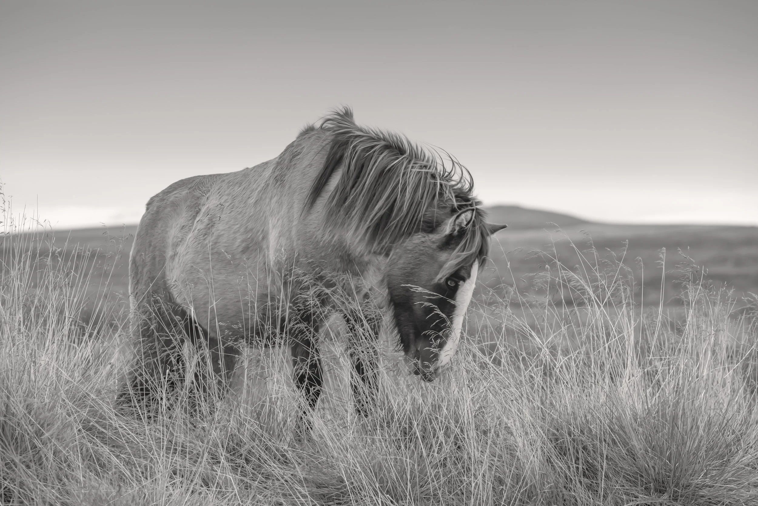 sentinal_christine dunn-1-2-2.jpg