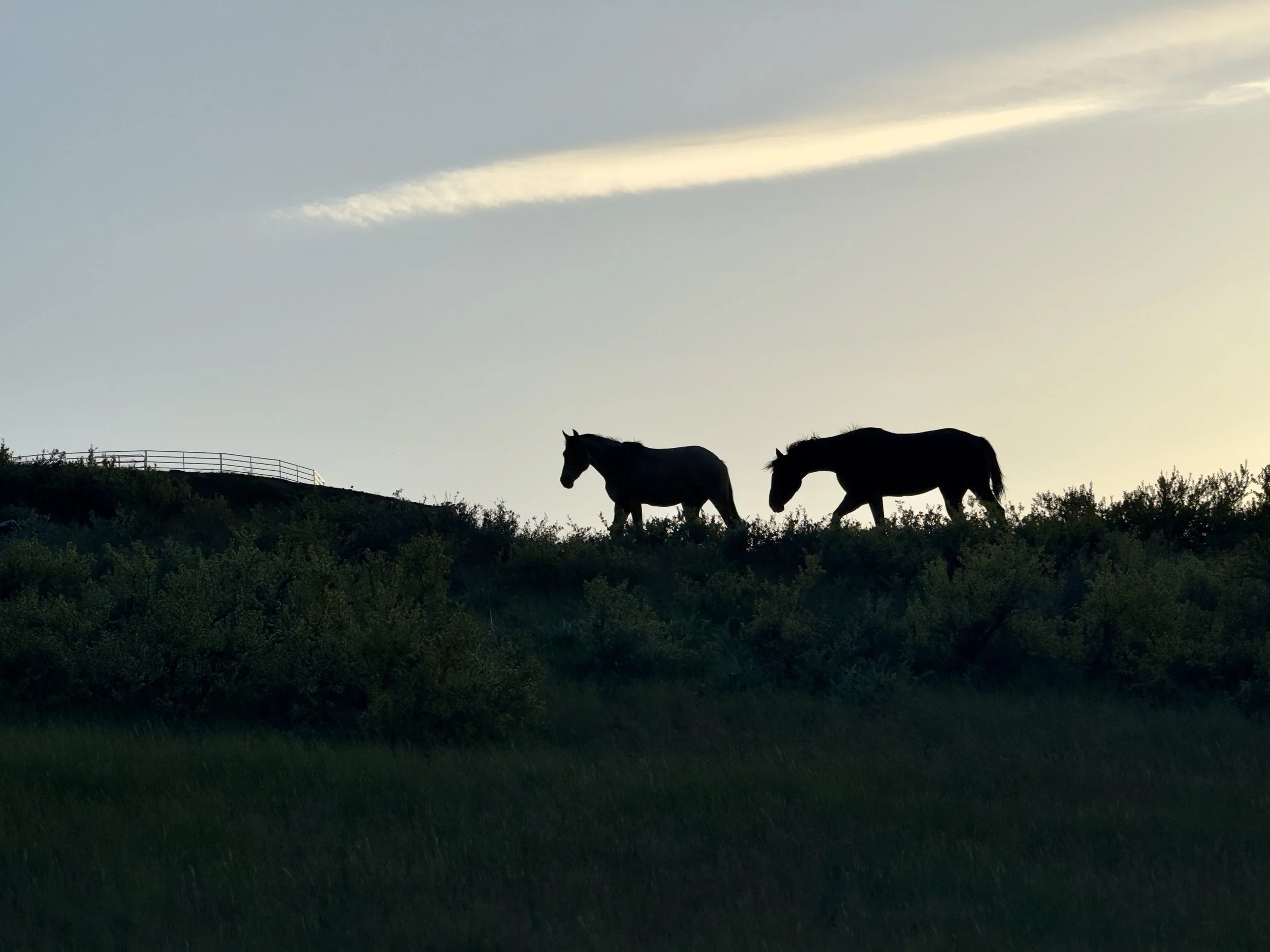 christy dunn at home with horses