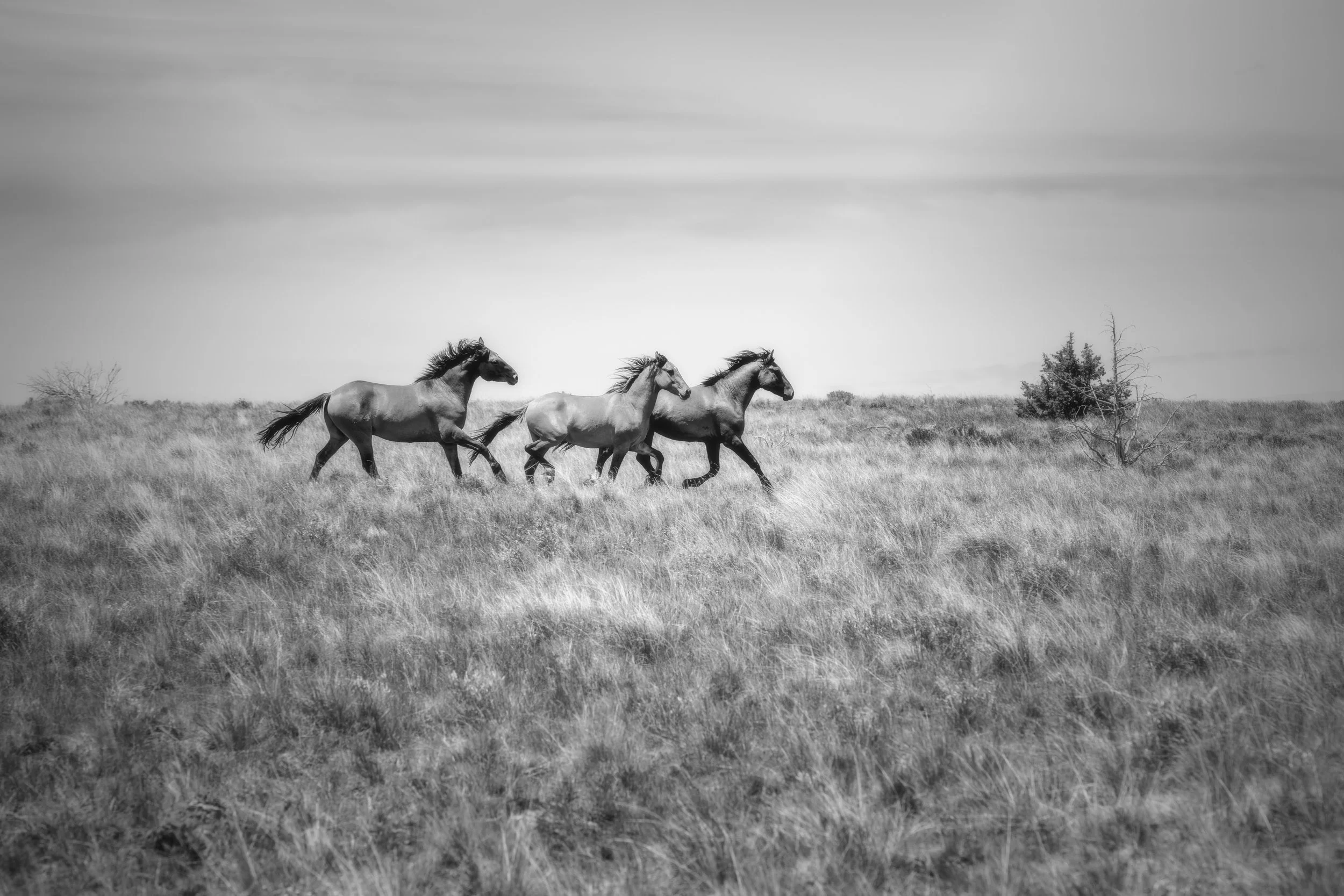 20200603-los jovenes_christine dunn-1-2.jpg