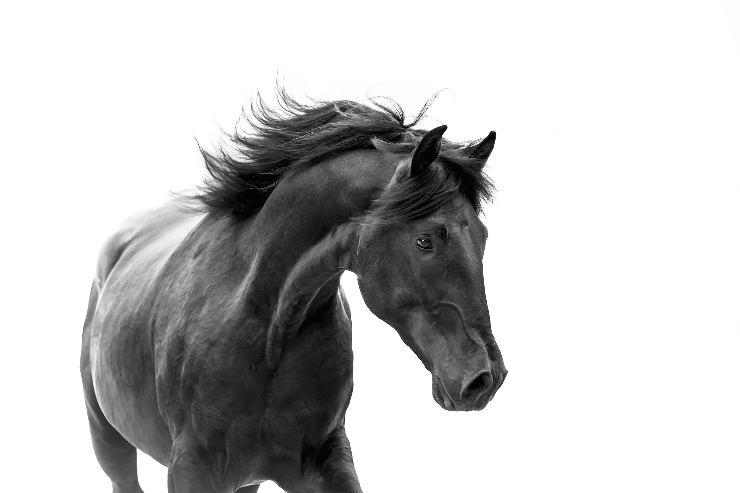 presence_cavalo de acao-1.jpg