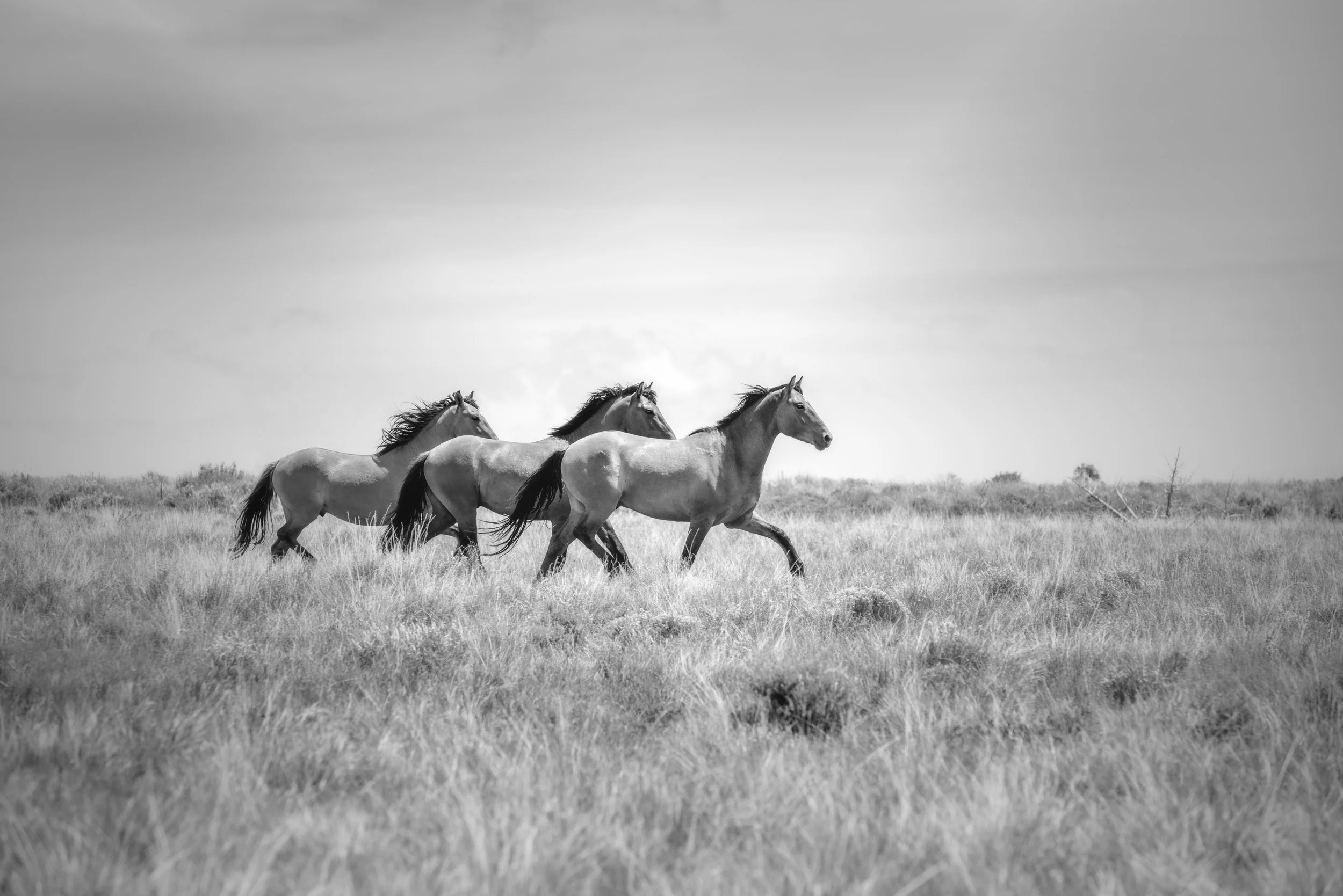 20200603-20200603_se oregon-85-Edit-2.jpg
