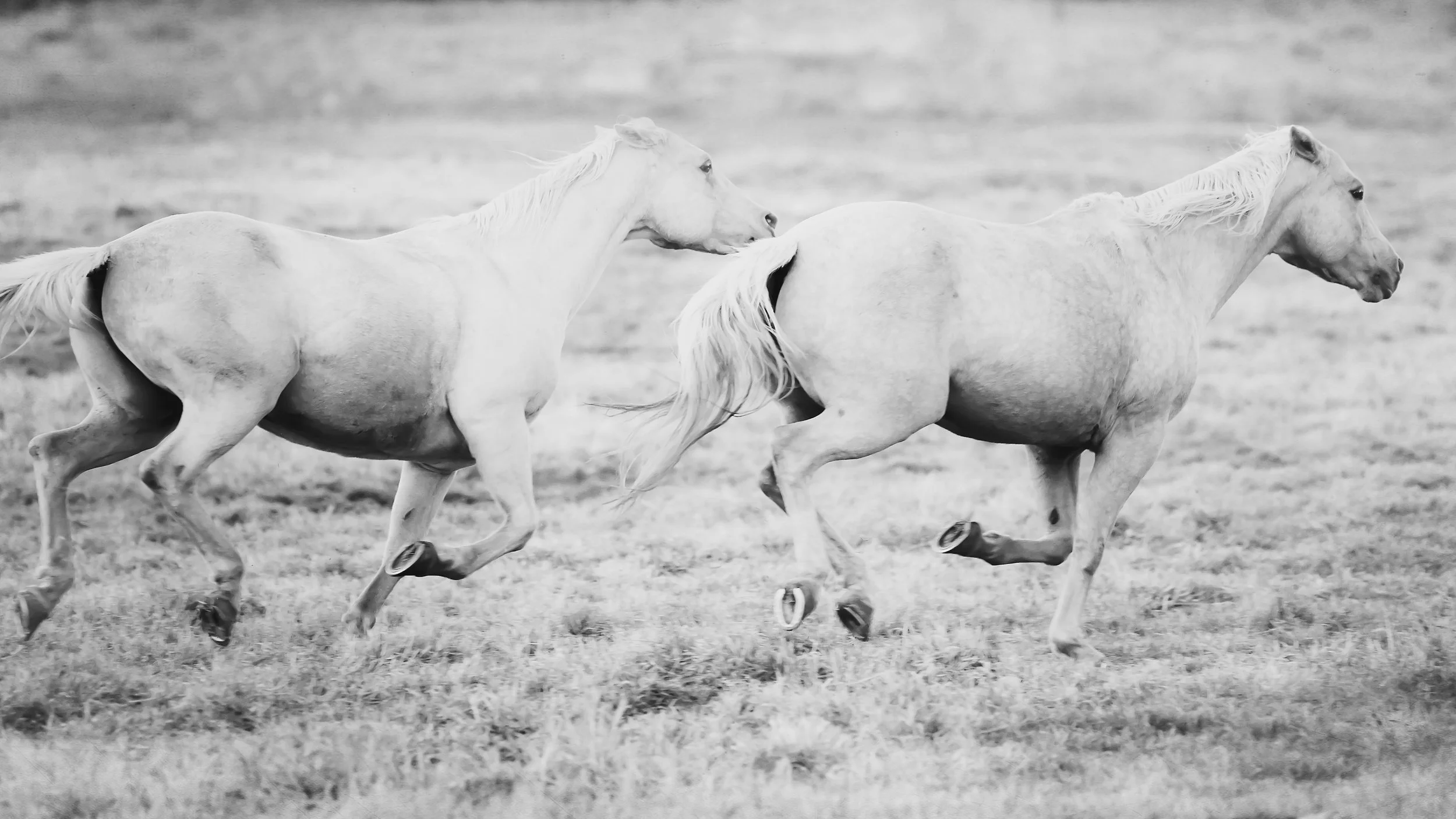 Paired Palomino's.jpg