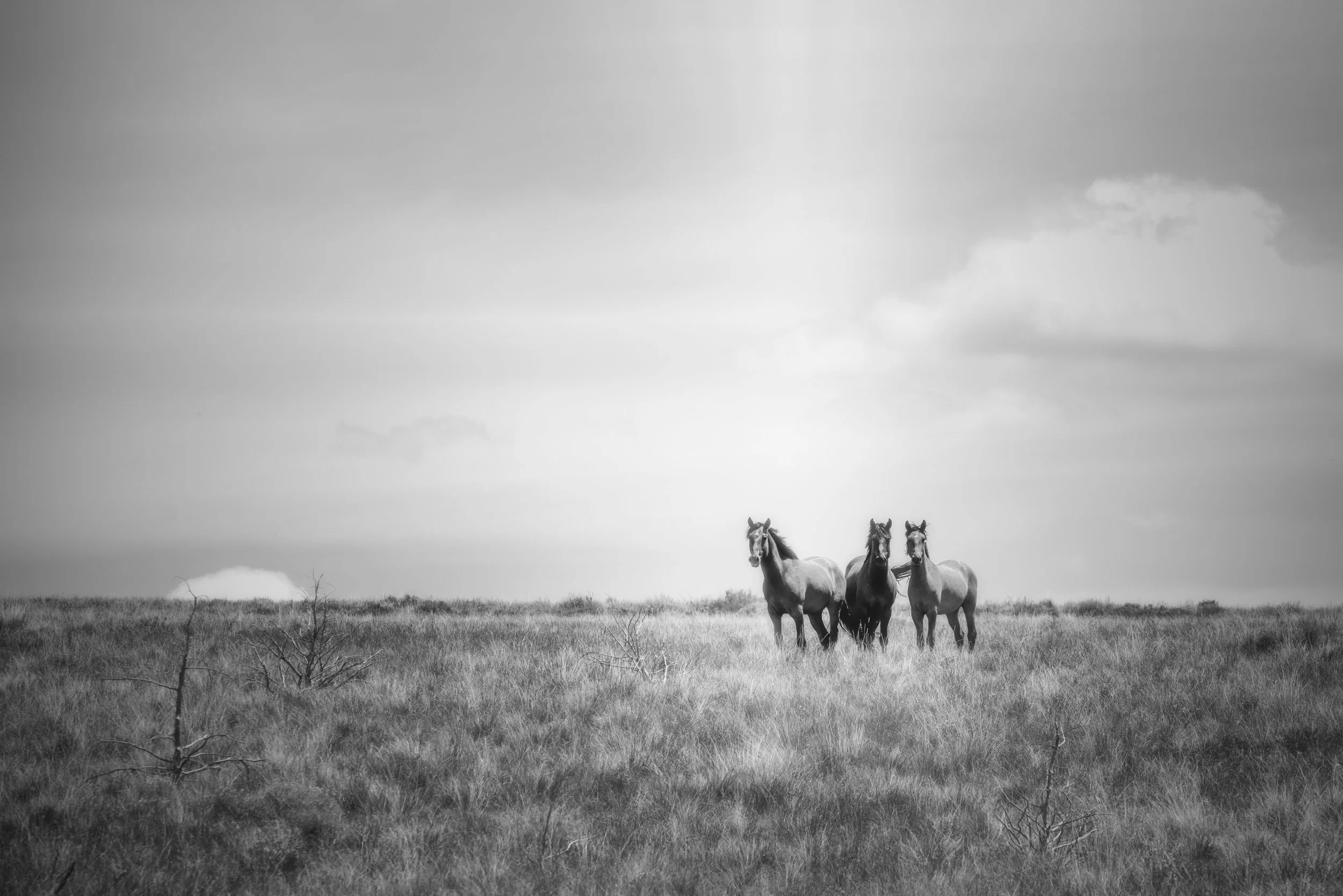 20200603-iluminado_christine dunn-1-2.jpg