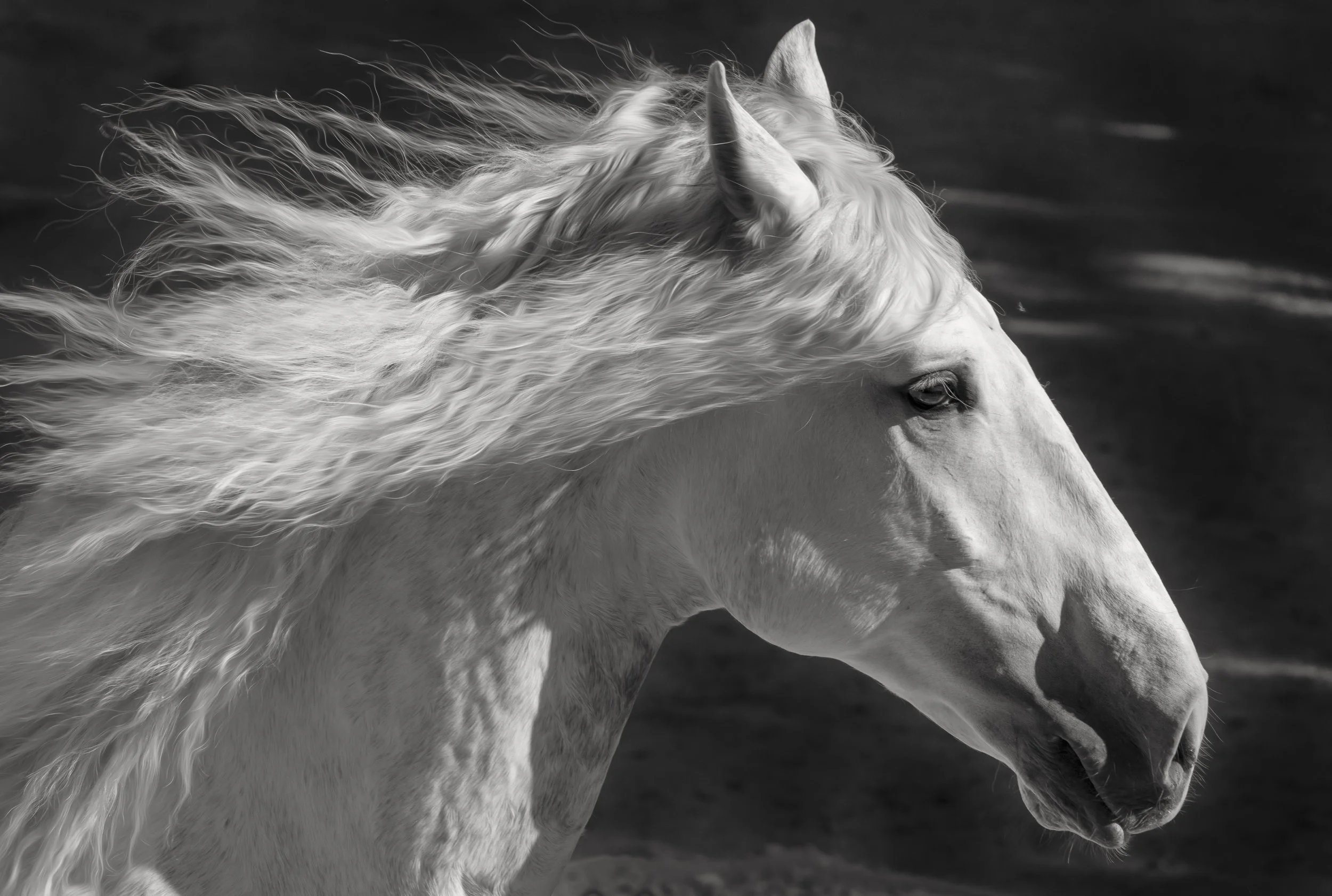 archangel_christine dunn-1-Edit-2.jpg