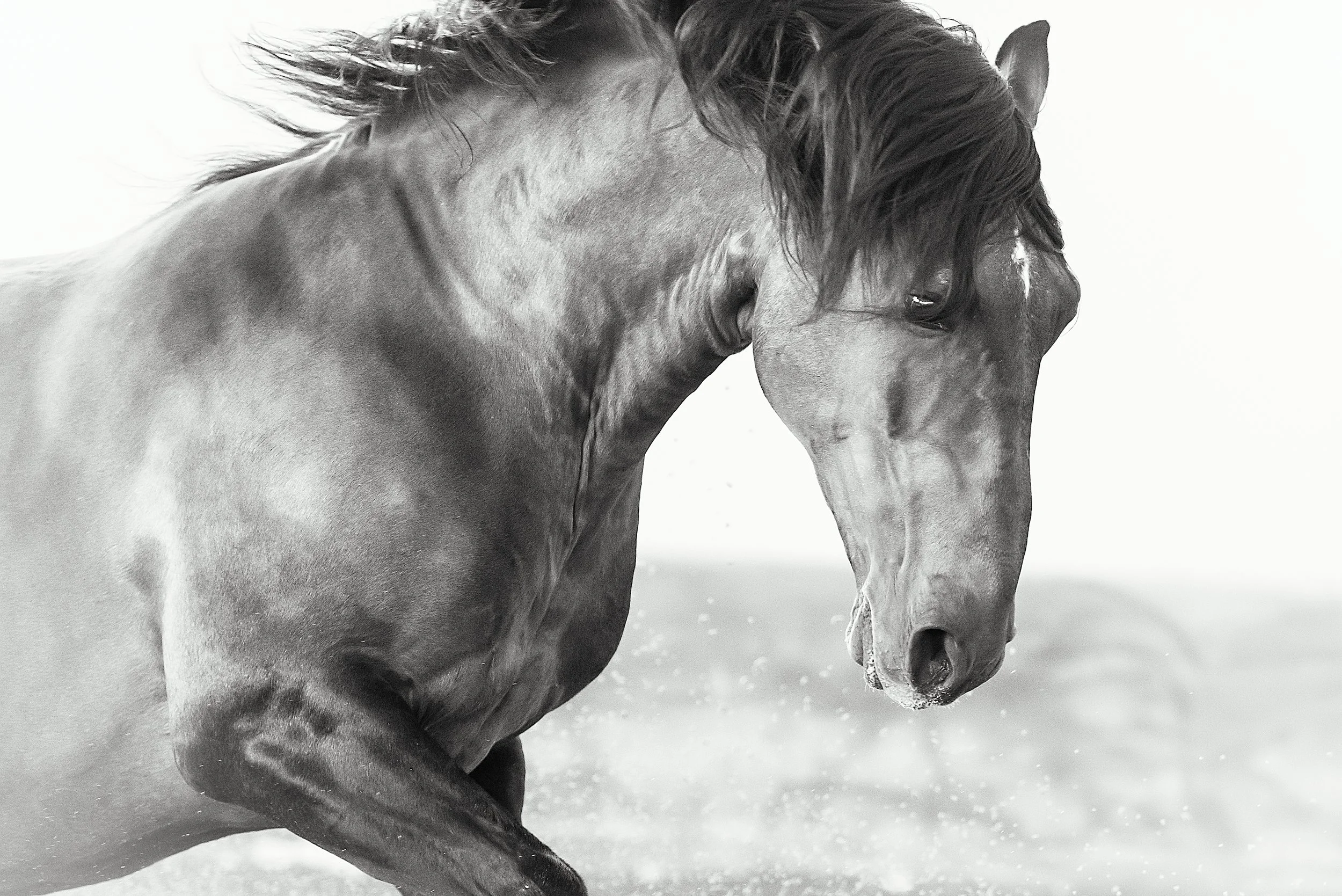 boss_christine dunn-1-2.jpg