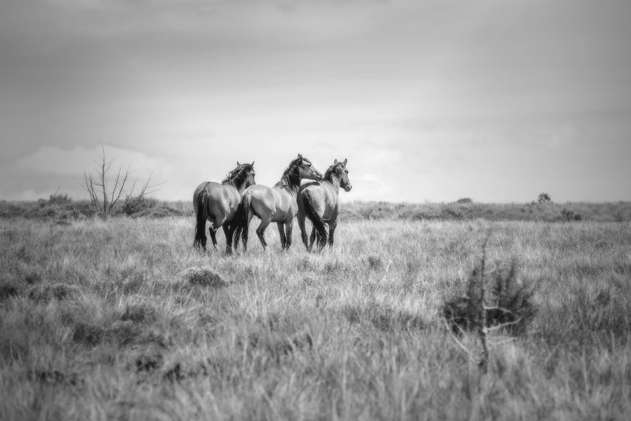 20200603-verdadero_christine dunn-1-2.jpg