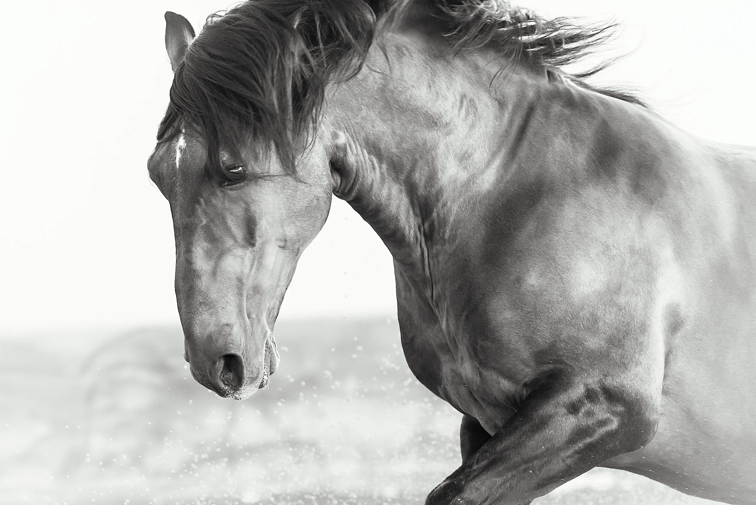 boss_christine dunn-1.jpg