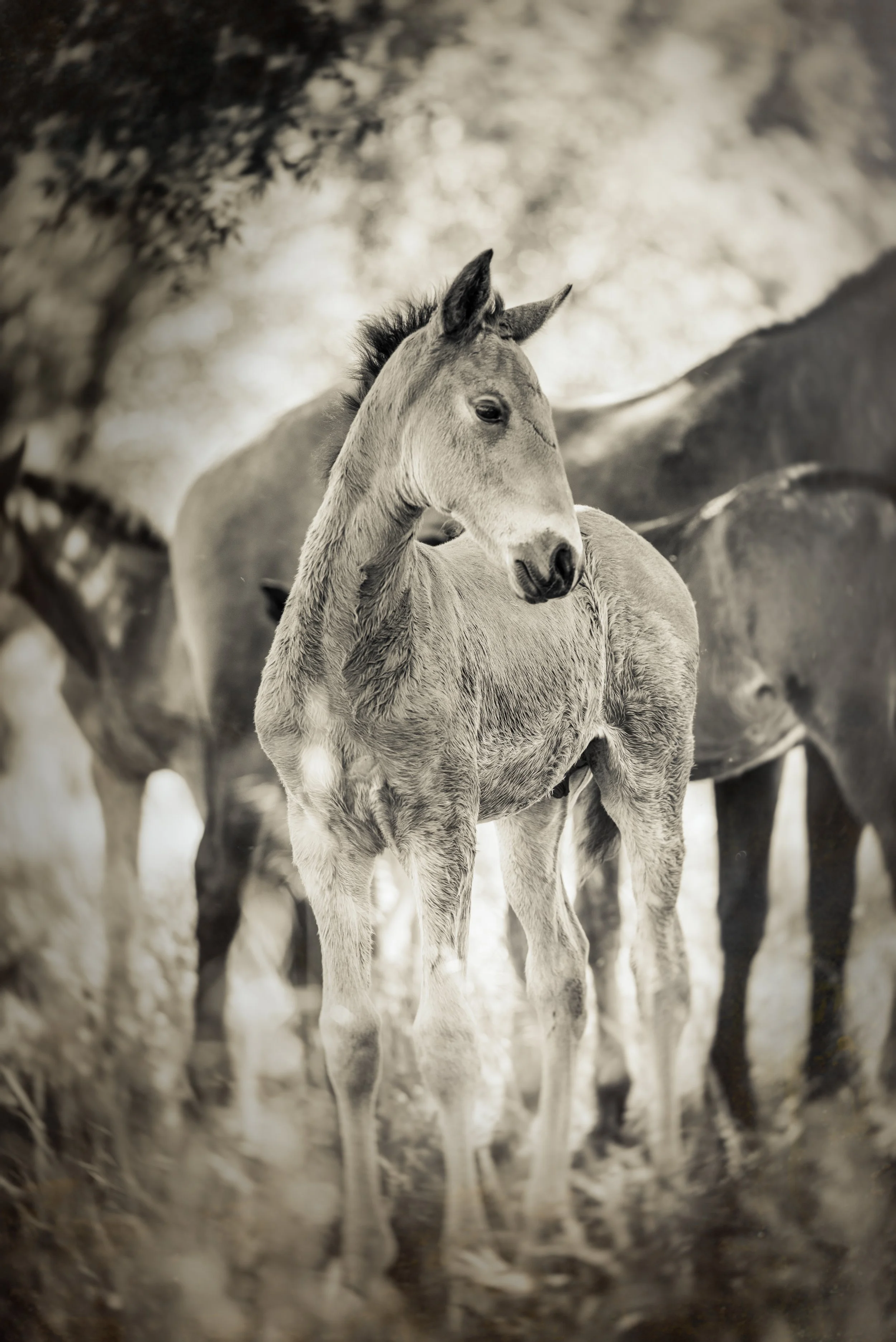POTRILLO Lusitano Foal in Portugal by Christy Dunn Fine Art Equine Photography