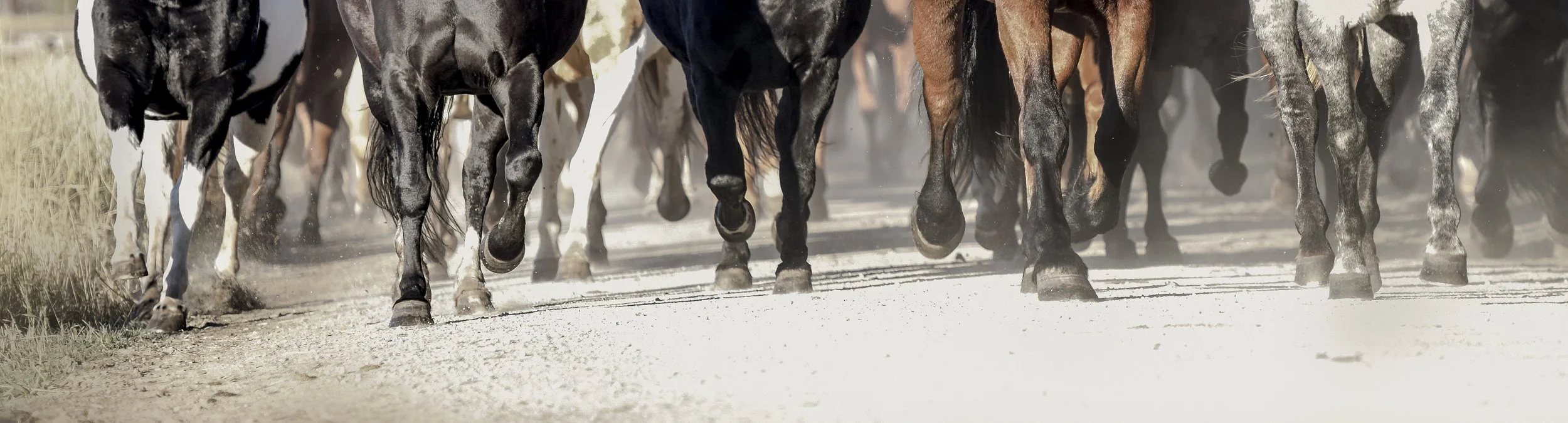 20161010_Vista Verde (286 of 1800)-Edit-2.jpg