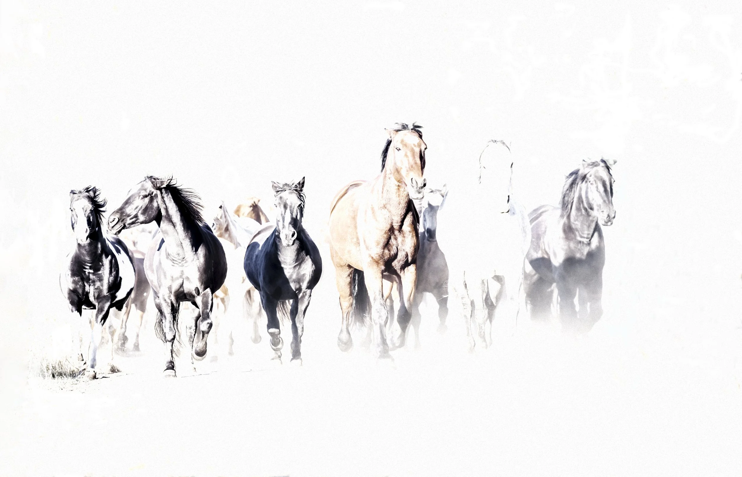 ghost horse 1_christine dunn-1-2.jpg