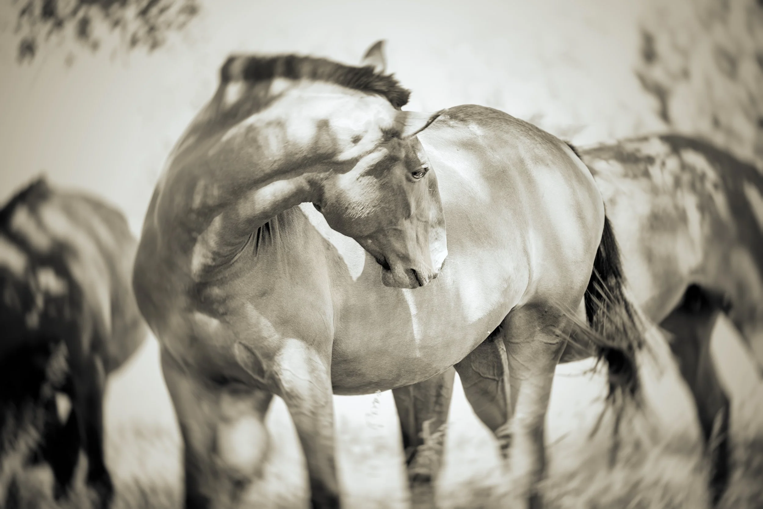 VOVO  Lusitano horse in Portugal by Christy Dunn Photography