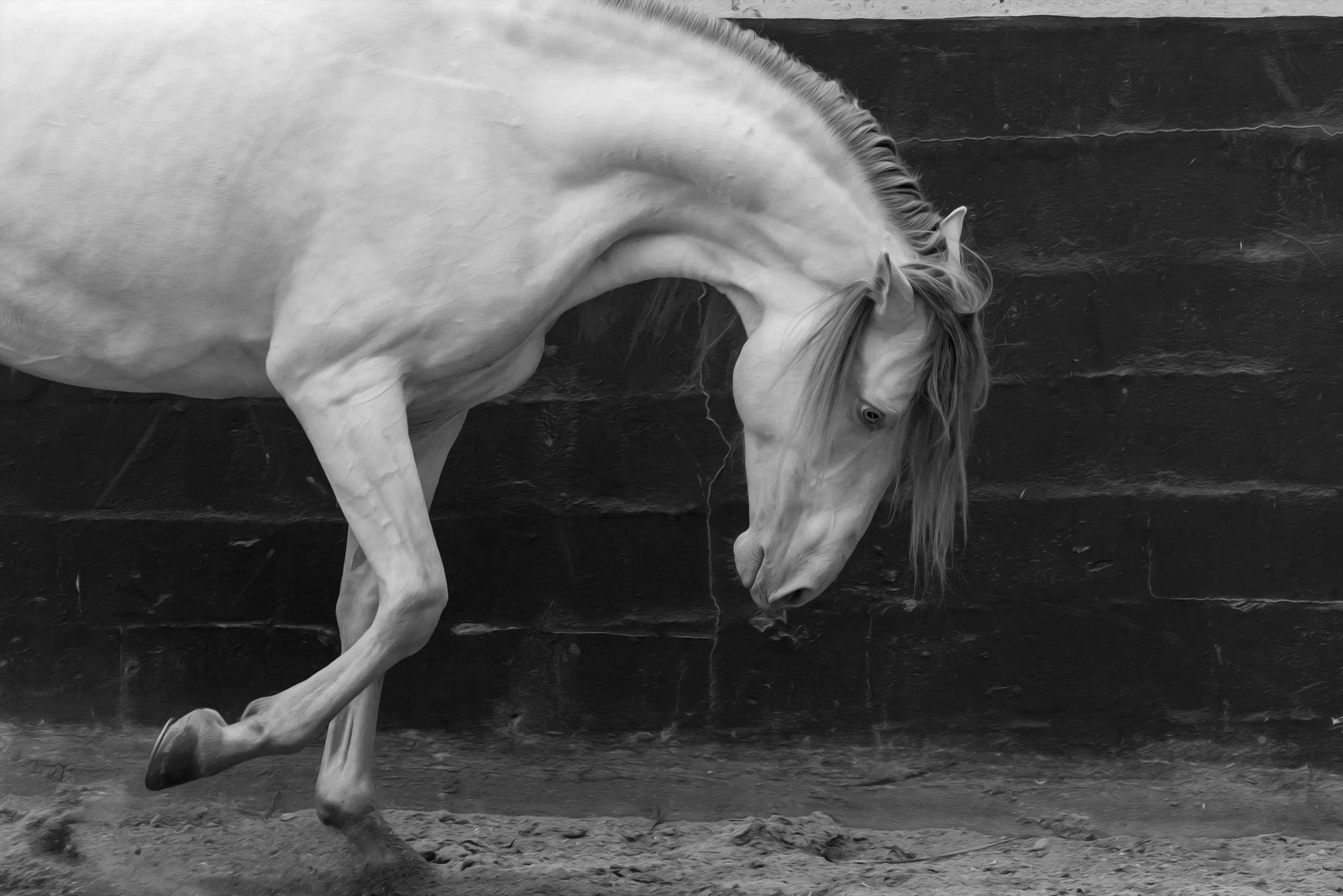 totilas_christine dunn-1-2.jpg