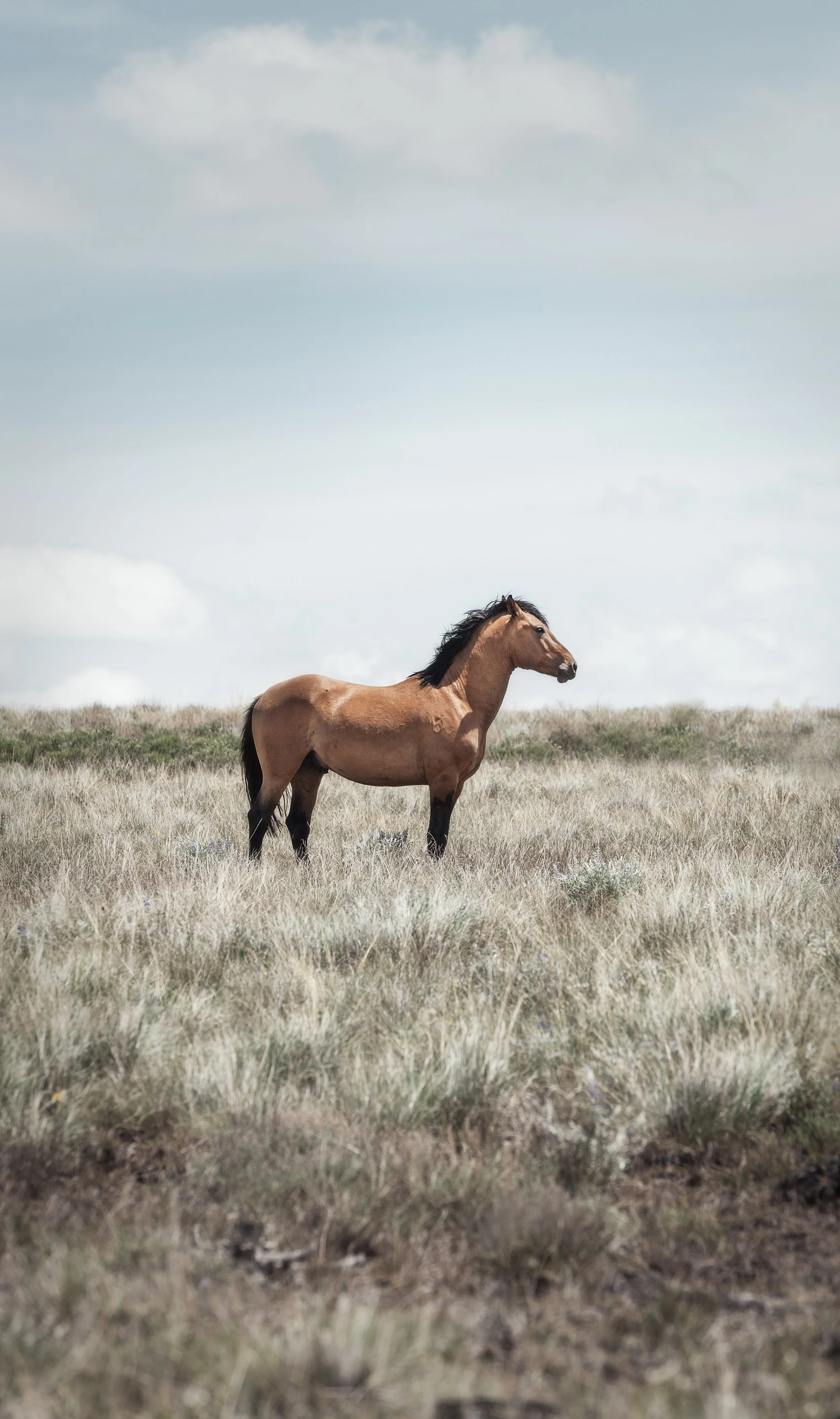 20200603-consolador_christine dunn-1-2.jpg