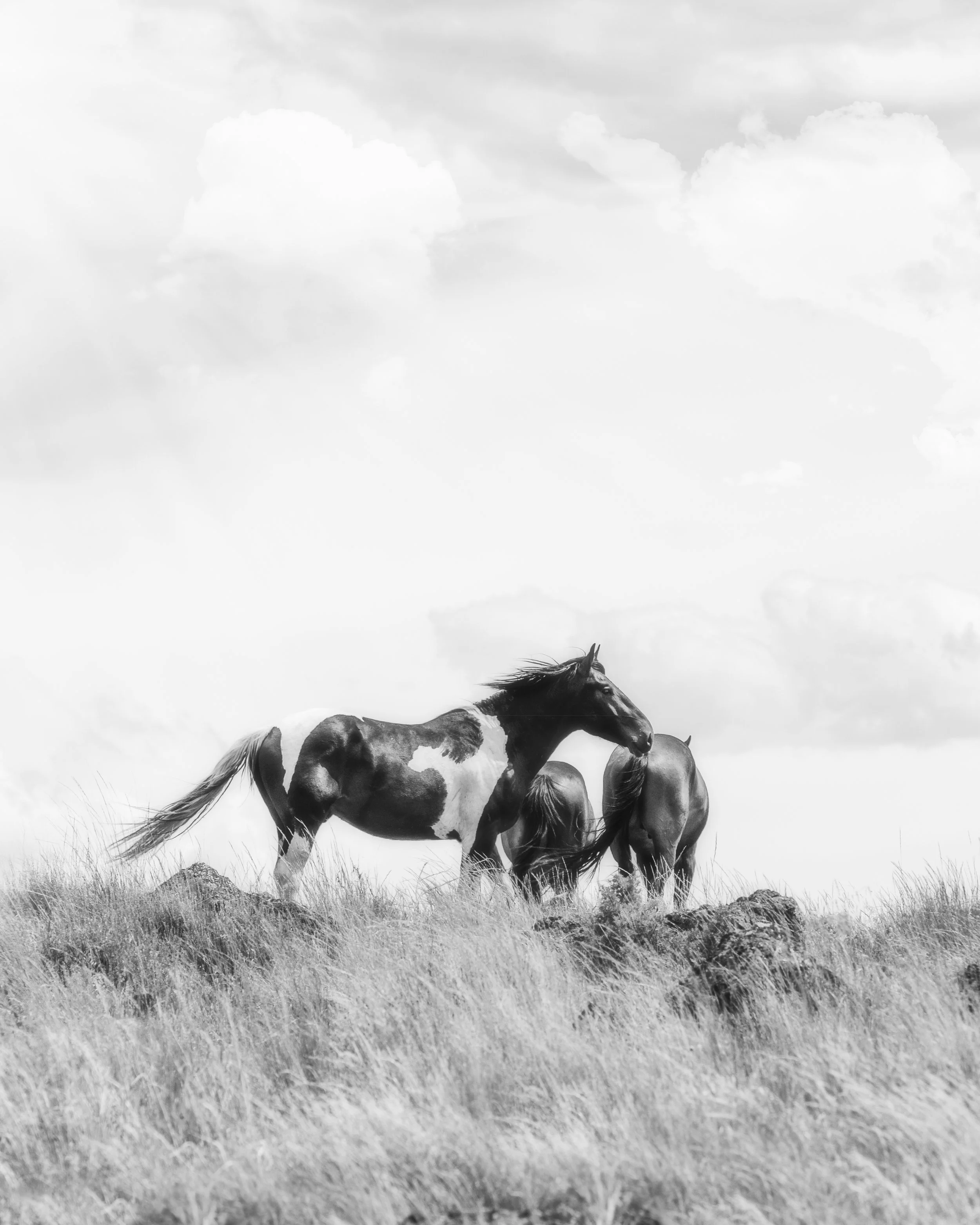 1st half-westerly_christine dunn-1-Edit.jpg