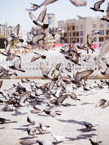 Flock of pigeons flying and walking in an urban plaza with buildings in the background.
