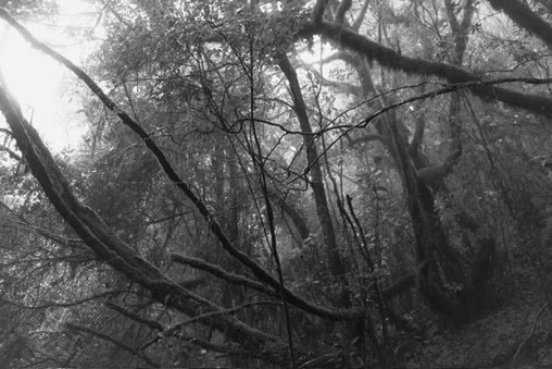 A foggy forest scene with leafless trees and branches across the landscape.