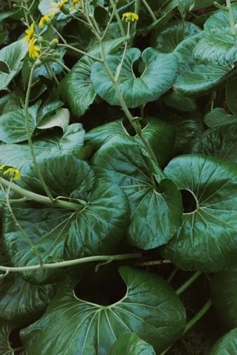 Green leafy plants with some yellow flowers