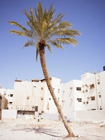A lone palm tree leaning to the left in front of white buildings against a clear blue sky.
