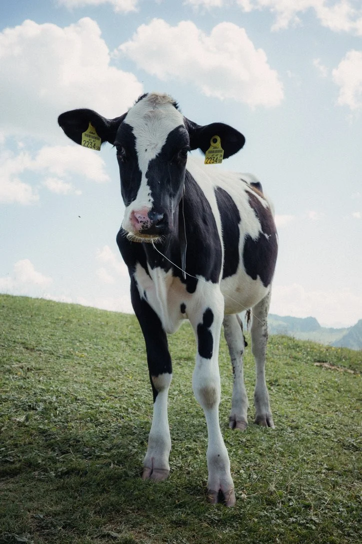 A black and white calf standing on grassy field with blue sky and clouds in the background.