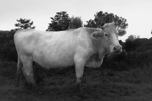 A black and white photo of a cow standing outdoors with trees and shrubs in the background.