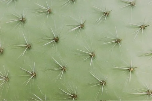 Close-up of a cactus pad with clusters of sharp spines.