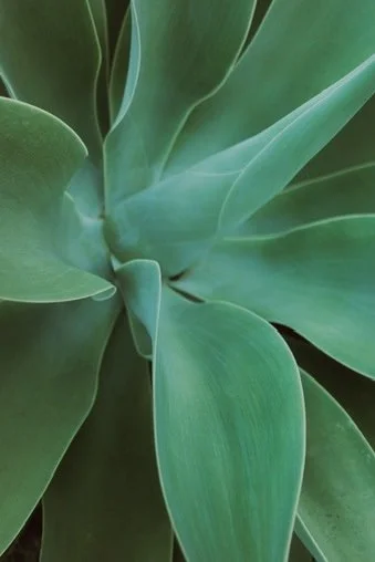 Close-up of a green succulent plant with thick, fleshy leaves.