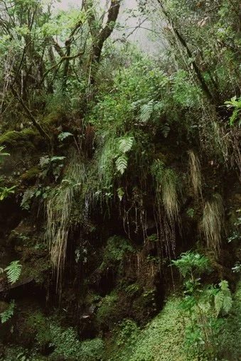 A lush forest scene with trees, ferns, and moss-covered rocks, suggesting a small waterfall or stream.