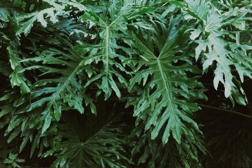 Close-up of lush green tropical monstera leaves.
