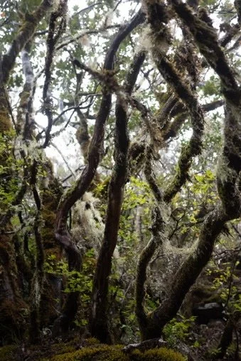 Dense forest with twisted, moss-covered trees and green foliage.