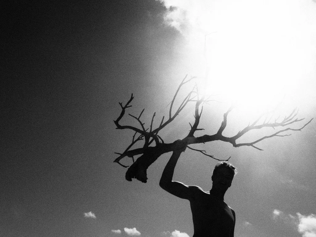 A silhouette of a person holding a leafless tree branch against the bright sky with the sun shining.