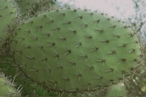 Close-up of green cactus pad with spines.