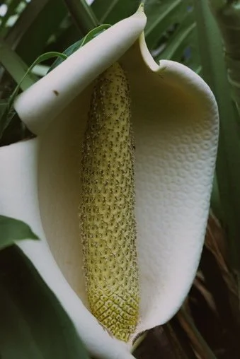 A white calla lily flower with a yellow and green spadix center, surrounded by green leaves.