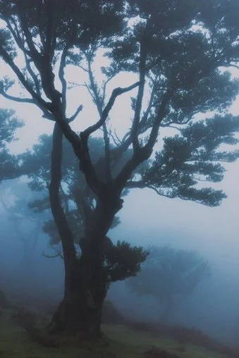 A large tree with twisted branches standing in a foggy landscape.