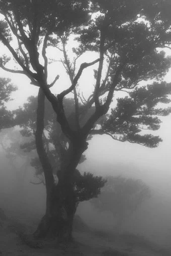 A large tree with sprawling branches in a misty landscape.