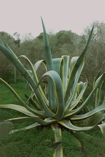 Close-up of large agave plant with thick, long, pointed leaves in a garden setting.