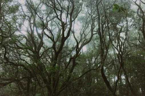 Dense forest with tall, leafless trees and overcast sky.